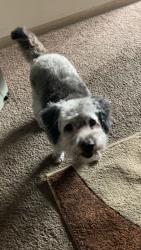 Lost Female Dog last seen Cloud park dr and Brandt pike, Dayton, OH 45424