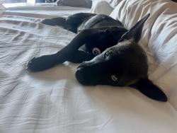 Found/Stray Female Dog last seen Dahlia tapas, tequila and wine, Phoenix, AZ 85003