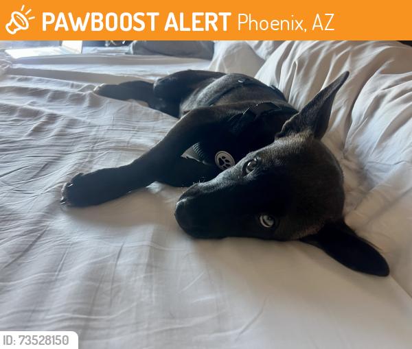 Found/Stray Female Dog last seen Dahlia tapas, tequila and wine, Phoenix, AZ 85003