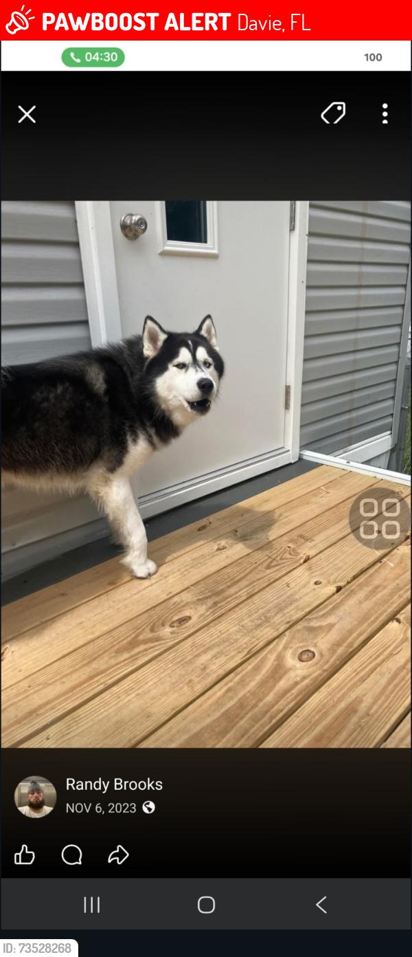 Lost Male Dog last seen Solen by Fernando in red Ford focus, Davie, FL 33328