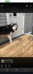 Lost Male Dog last seen Solen by Fernando in red Ford focus, Davie, FL 33328