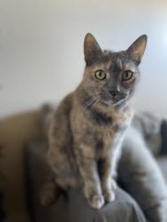 Lost Female Cat last seen Motel 6 Carlisle parking lot, Carlisle, PA 17015