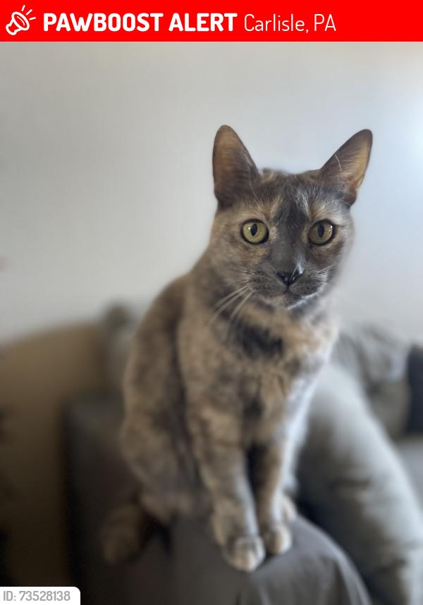 Lost Female Cat last seen Motel 6 Carlisle parking lot, Carlisle, PA 17015