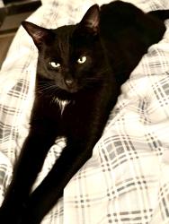 Reunited Male Cat last seen 53a Street, Delta, BC V4M 1X3
