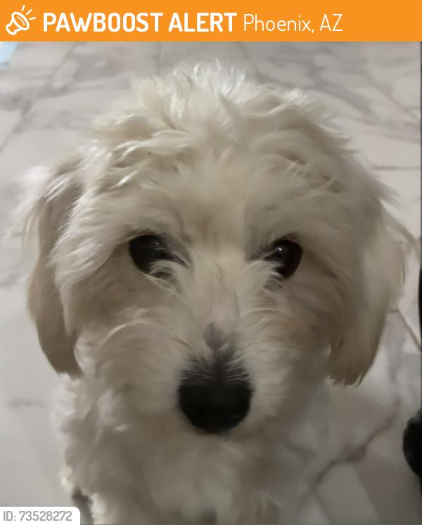 Found/Stray Female Dog last seen Phoenix Arizona, Phoenix, AZ 85033