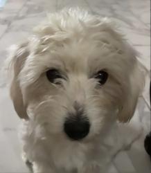 Found/Stray Female Dog last seen Phoenix Arizona, Phoenix, AZ 85033