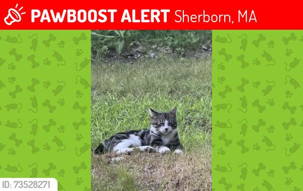 Lost Male Cat last seen Near, Sherborn, MA 01770