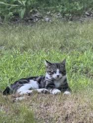 Lost Male Cat last seen Near, Sherborn, MA 01770