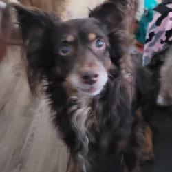 Lost Male Dog last seen Alta and Altamira, Las Vegas, NV 89145