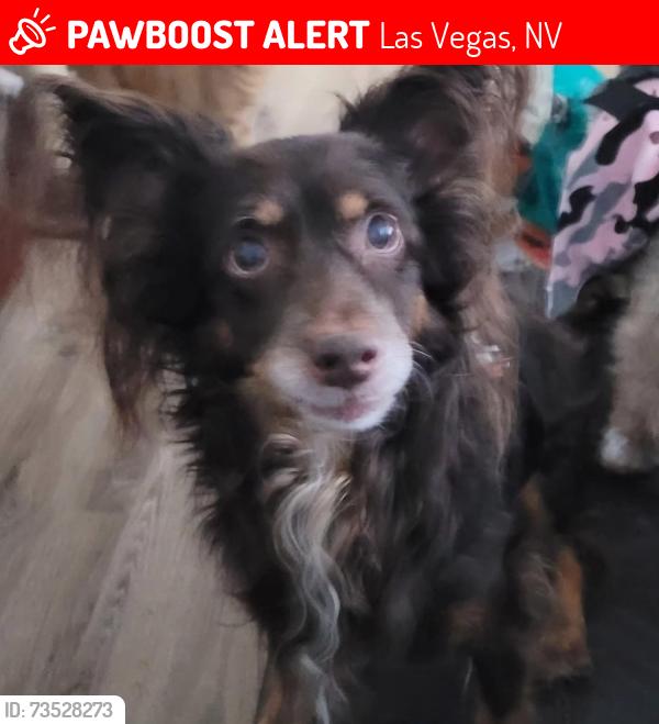 Lost Male Dog last seen Alta and Altamira, Las Vegas, NV 89145