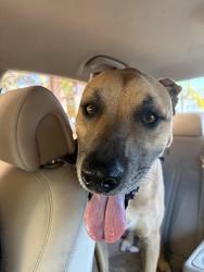 Found/Stray Male Dog last seen Ainsworth Ave. & 157th St., Gardena, CA 90247