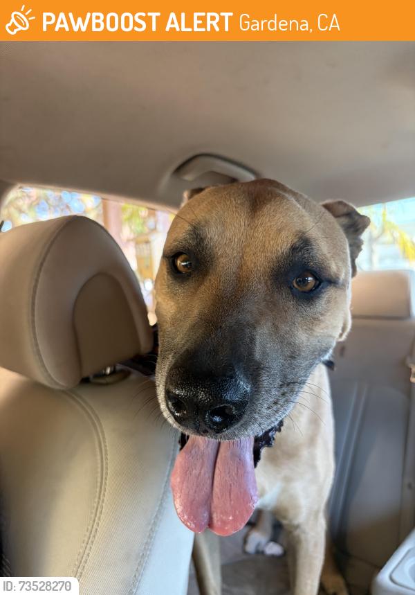 Found/Stray Male Dog last seen Ainsworth Ave. & 157th St., Gardena, CA 90247