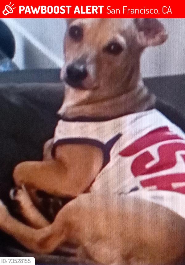 Lost Male Dog last seen Oak st by john muir elementary, San Francisco, CA 94114