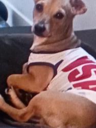 Lost Male Dog last seen Oak st by john muir elementary, San Francisco, CA 94114