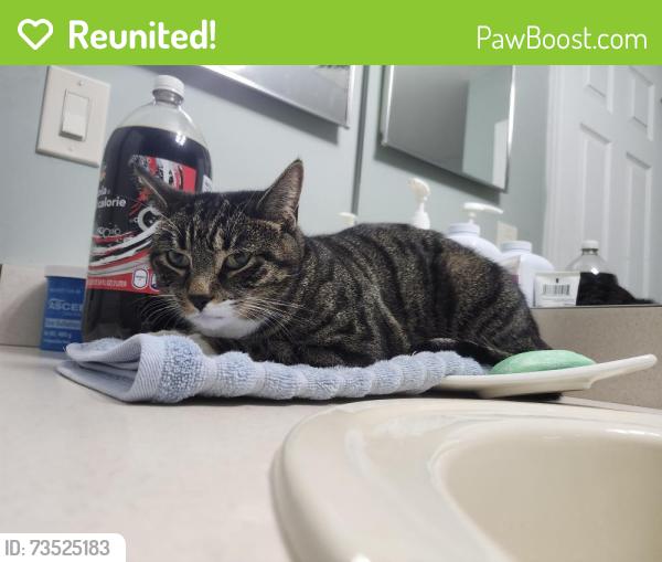 Reunited Unknown Cat last seen Donegal Dr & Washington st, Bethlehem, PA 18020