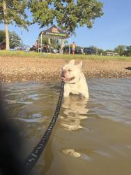 Lost Male Dog last seen Near Highpoint Dr Denton Tx 76210, Denton, TX 76210