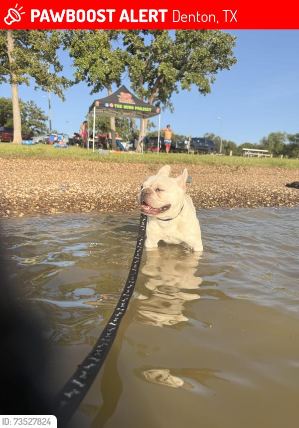 Lost Male Dog last seen Near Highpoint Dr Denton Tx 76210, Denton, TX 76210