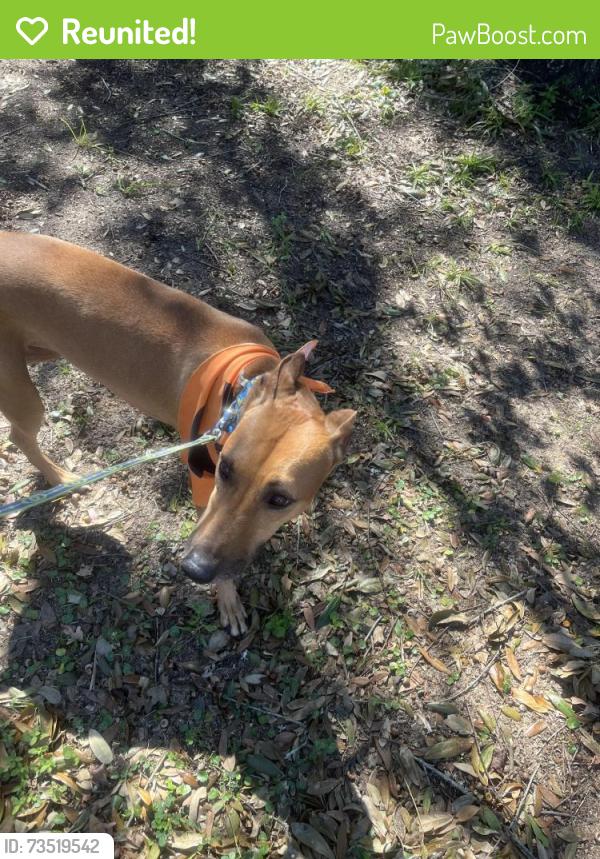 Reunited Male Dog last seen Knowles Ave, Pensacola, FL 32503, USA, Pensacola, FL 32503