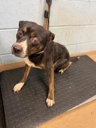 Shelter Stray Male Dog last seen Near Tilson Road Decatur, 30032, 30032, GA, 3280 Chamblee Dunwoody Rd, Chamblee, GA 30341, USA