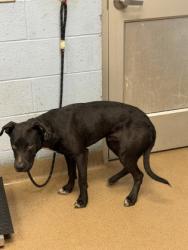 Shelter Stray Male Dog last seen Near Rock Springs Road Lithonia, 30038, 30038, GA, 3280 Chamblee Dunwoody Rd, Chamblee, GA 30341, USA