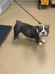 Shelter Stray Female Dog last seen Near Martins Crossing Road Decatur, 30034, 30034, GA, 3280 Chamblee Dunwoody Rd, Chamblee, GA 30341, USA