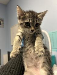 Shelter Stray Female Cat last seen Near Lively Ave, Norcross, GA 30071, Other - Out of County, GA, 3280 Chamblee Dunwoody Rd, Chamblee, GA 30341, USA