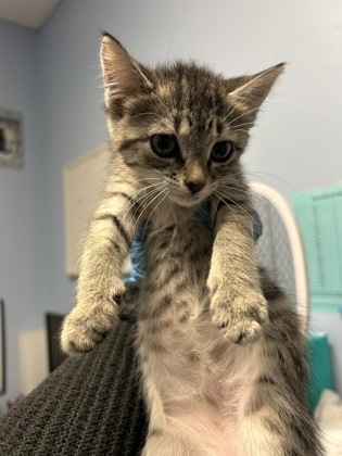 Shelter Stray Female Cat last seen Near Lively Ave, Norcross, GA 30071, Other - Out of County, GA, 3280 Chamblee Dunwoody Rd, Chamblee, GA 30341, USA