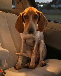 Shelter Stray Male Dog last seen Clemson, SC, PICKENS COUNTY, SC, 193 County Farm Rd, Pickens, SC 29671, USA