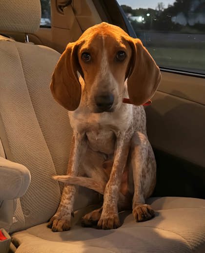 Shelter Stray Male Dog last seen Clemson, SC, PICKENS COUNTY, SC, 193 County Farm Rd, Pickens, SC 29671, USA