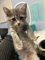 Shelter Stray Female Cat last seen Near Lively Ave, Norcross, GA 30071, Other - Out of County, GA, 3280 Chamblee Dunwoody Rd, Chamblee, GA 30341, USA