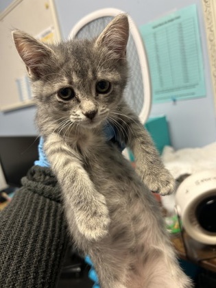 Shelter Stray Female Cat last seen Near Lively Ave, Norcross, GA 30071, Other - Out of County, GA, 3280 Chamblee Dunwoody Rd, Chamblee, GA 30341, USA