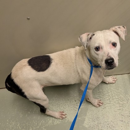 Shelter Stray Female Dog last seen Near E ROGERS ST, Valdosta-31601, GA, 337 Gil Harbin Industrial Blvd, Valdosta, GA 31601, USA