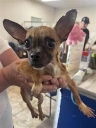 Shelter Stray Female Dog last seen Near OTHELLO PL, Williamson County, TX, 1855 SE Inner Loop, Georgetown, TX 78626, USA