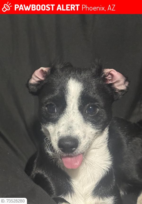 Lost Male Dog last seen Near and Thomas Ave, Phoenix, AZ 85035
