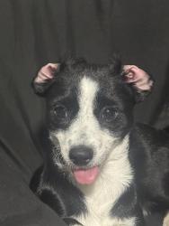 Lost Male Dog last seen Near and Thomas Ave, Phoenix, AZ 85035