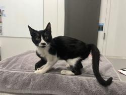 Shelter Stray Female Cat last seen Near Independence Blvd, 64124, 64124, MO, 7077 Elmwood Ave, Kansas City, MO 64132, USA
