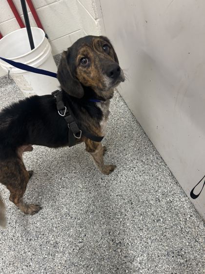 Shelter Stray Male Dog last seen Near Kentwood Rd, Knox County GP, TN, 3201 Division St, Knoxville, TN 37919, USA