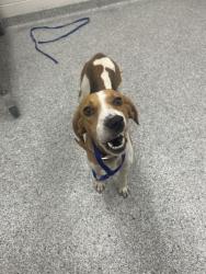Shelter Stray Female Dog last seen Near Maryville Pike, Knox County GP, TN, 3201 Division St, Knoxville, TN 37919, USA