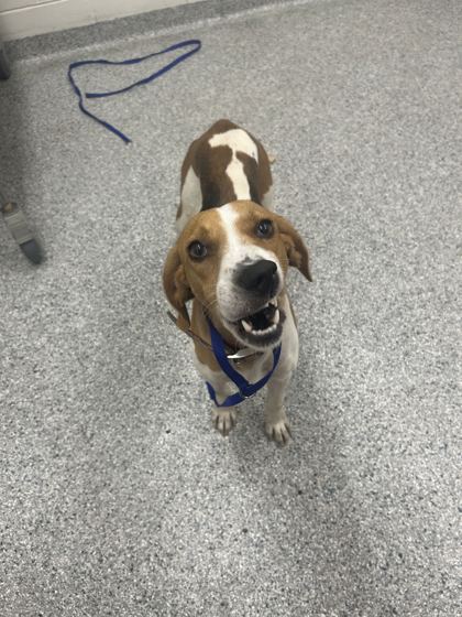 Shelter Stray Female Dog last seen Near Maryville Pike, Knox County GP, TN, 3201 Division St, Knoxville, TN 37919, USA