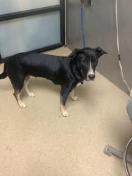 Shelter Stray Female Dog last seen Near Wilkes Dr, East District, TX, 355 Hillshire Dr, Haslet, TX 76052, USA