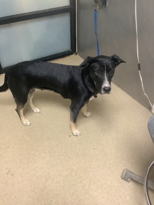 Shelter Stray Female Dog last seen Near Wilkes Dr, East District, TX, 355 Hillshire Dr, Haslet, TX 76052, USA