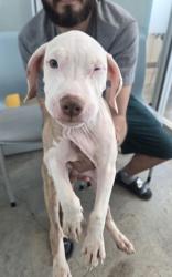 Shelter Stray Unknown Dog last seen , , TX, 355 Hillshire Dr, Haslet, TX 76052, USA