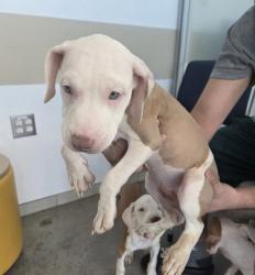 Shelter Stray Unknown Dog last seen , , TX, 355 Hillshire Dr, Haslet, TX 76052, USA