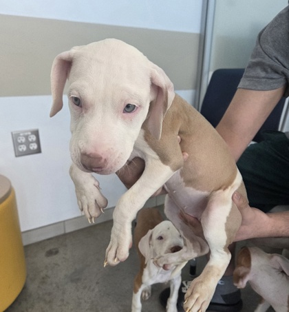 Shelter Stray Unknown Dog last seen , , TX, 355 Hillshire Dr, Haslet, TX 76052, USA