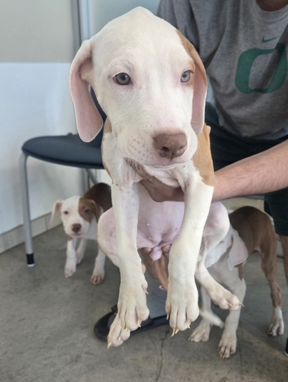 Shelter Stray Unknown Dog last seen , , TX, 355 Hillshire Dr, Haslet, TX 76052, USA