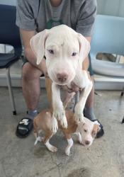 Shelter Stray Unknown Dog last seen , , TX, 355 Hillshire Dr, Haslet, TX 76052, USA