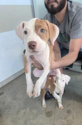 Shelter Stray Unknown Dog last seen , , TX, 355 Hillshire Dr, Haslet, TX 76052, USA