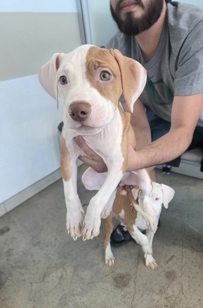Shelter Stray Unknown Dog last seen , , TX, 355 Hillshire Dr, Haslet, TX 76052, USA