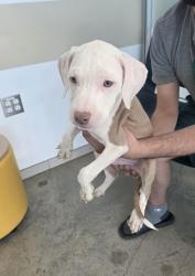 Shelter Stray Unknown Dog last seen , , TX, 355 Hillshire Dr, Haslet, TX 76052, USA