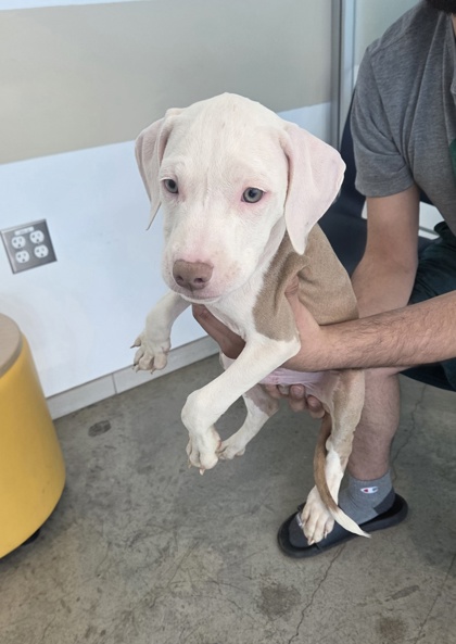 Shelter Stray Unknown Dog last seen , , TX, 355 Hillshire Dr, Haslet, TX 76052, USA